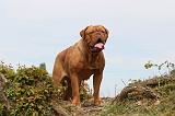 DOGUE DE BORDEAUX 041